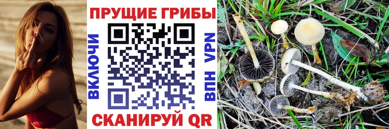 Купить закладки  Щигры  Галлюциногенные грибы Psilocybe 